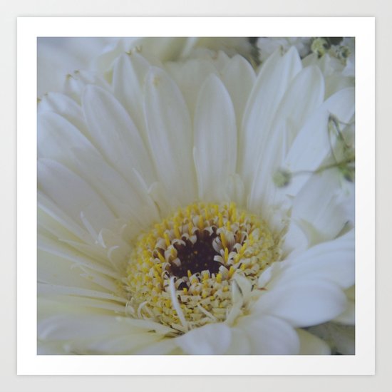 White Dahlia Art Print