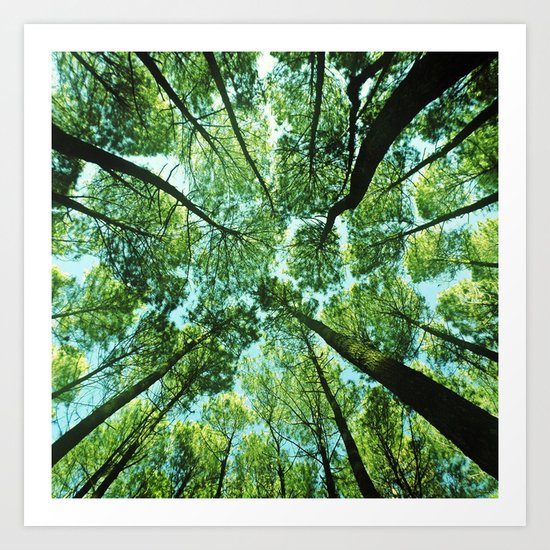 Looking up in Woods Art Print