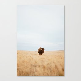 bisons meadow Canvas Print