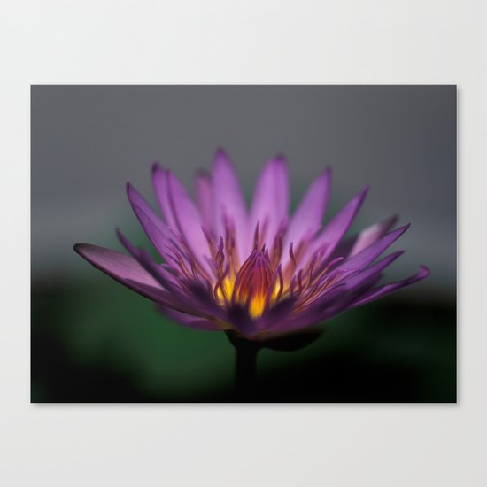 Lotos Water lily Canvas Print