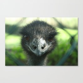 Eye to eye with an ostrich Canvas Print