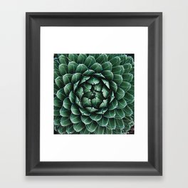 Queen Victoria Agave Cactus Succulent Framed Art Print