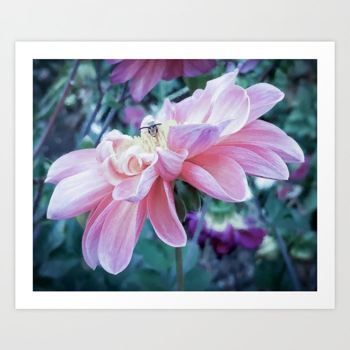 Pastel pink Dhalia with bee Art Print