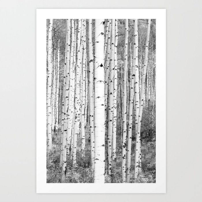 Aspen Trees in Black & White Art Print