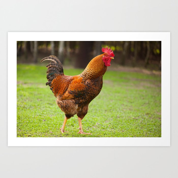 does red rooster make money does red rooster make money
