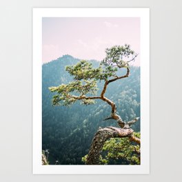 Sokolica Mountain Pine Tree - Fine Art Nature Photography - Pieniny Mountains in Poland Art Print