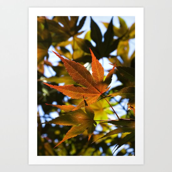 Japanese Maple Leaves Art Print