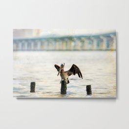 Brown Pelican with Open Wings Metal Print