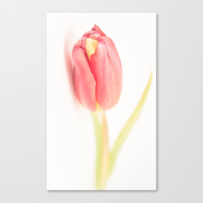 Tulips_01 Canvas Print