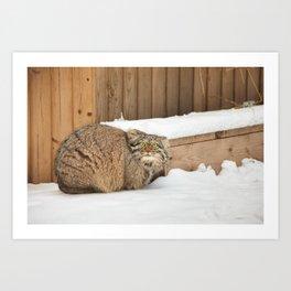 A Young Pallas's Cat Art Print