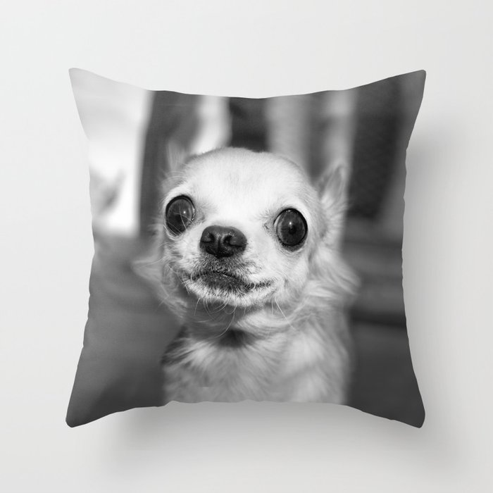 Chihuahua throw pillows store