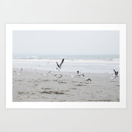 seagulls Art Print