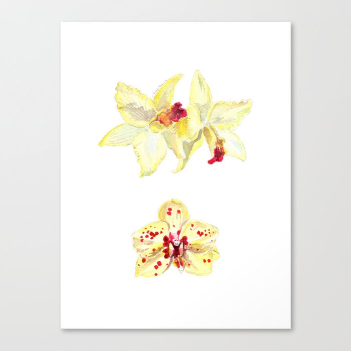 yellow orchids Canvas Print