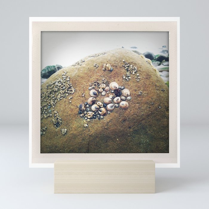 California Coast III: Beach photo of shell-covered rock, perfect for your wall or as a gift! Mini Art Print