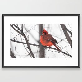 Cardinal in the Snow Framed Art Print