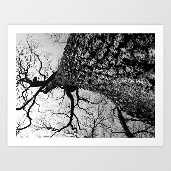 Looking Up Art Print