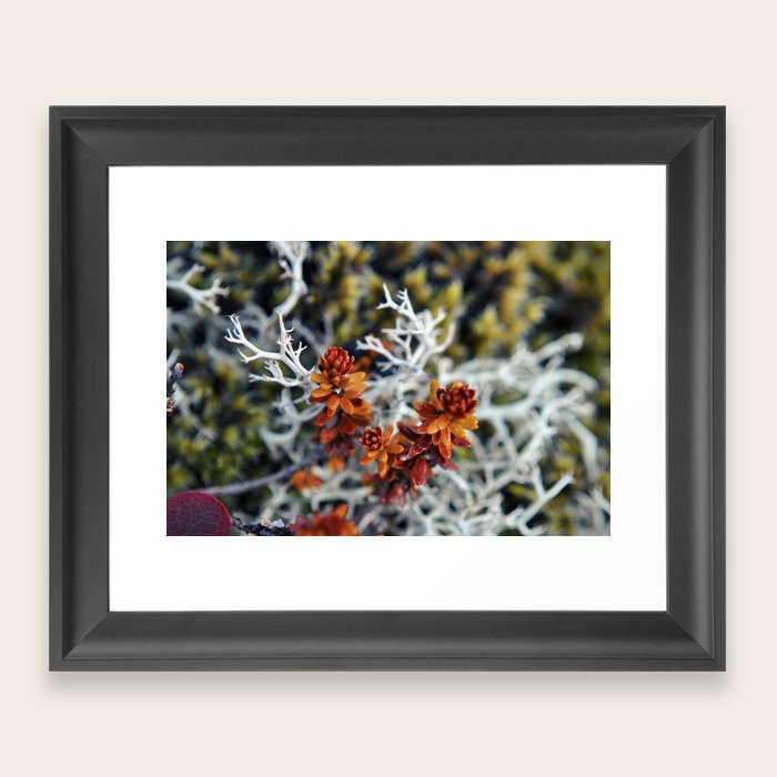 Macro Moss Plants Framed Art Print By Weirdwonderfulwanderlust