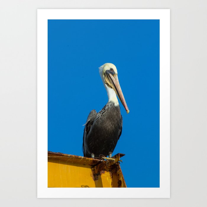 Long Beach Pelican Art Print