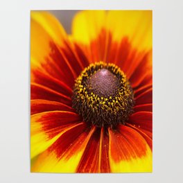 Beautiful Sunflower Poster