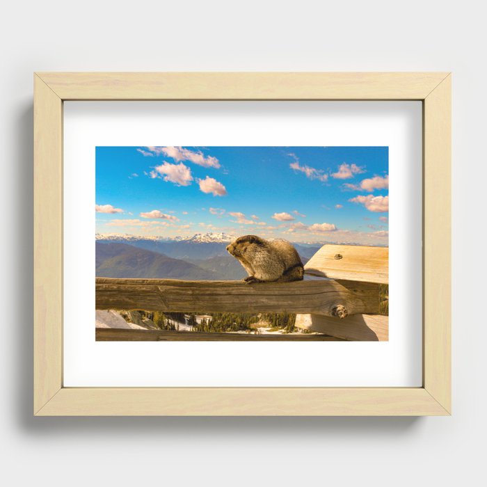 Hoary marmot in Vancouver Recessed Framed Print