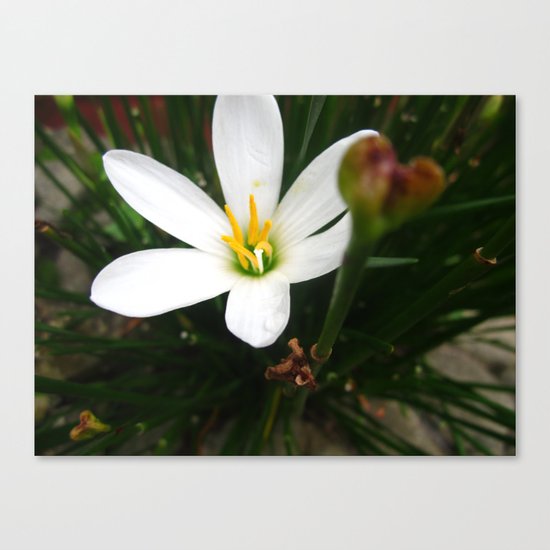 jizoa Canvas Print
