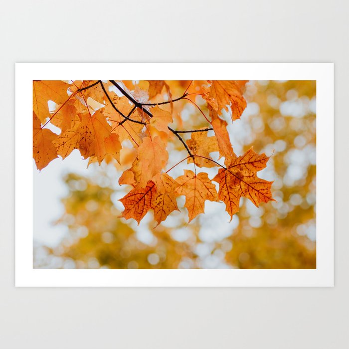 Orange Autumn Leaves Art Print