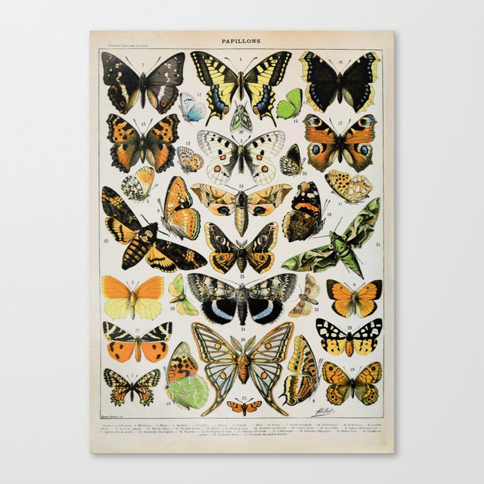 Papillon III Vintage French Buitterfly & Moth Chart Canvas Print