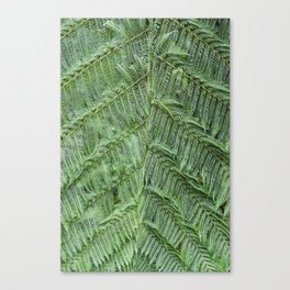 Tree Fern Frond Canvas Print