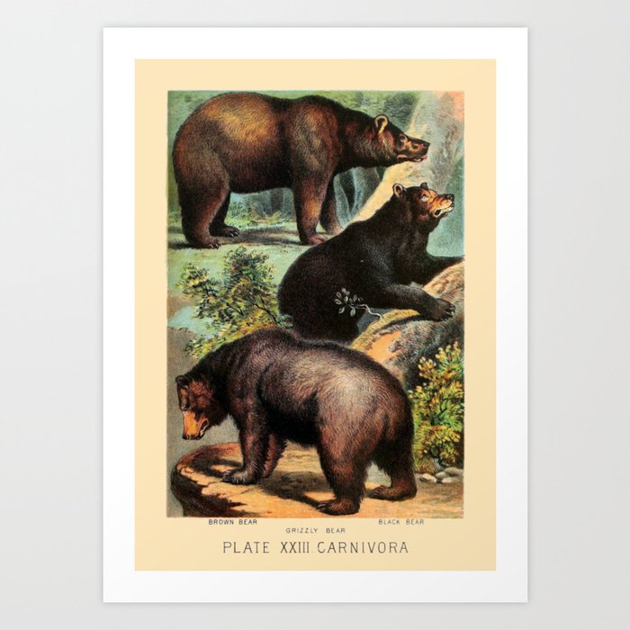 North American Bears Art Print