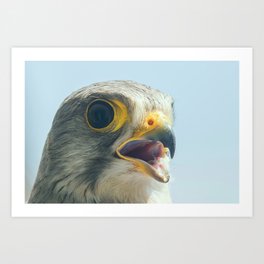 Common Kestrel Portrait Beak Wide Open (Falco tinnunculus) European kestrel. Art Print | Common, Prey, Wild, Beauty, Beak, Animal, Openbeak, Commonkestrel, Falcotinnunculus, Kestrel 