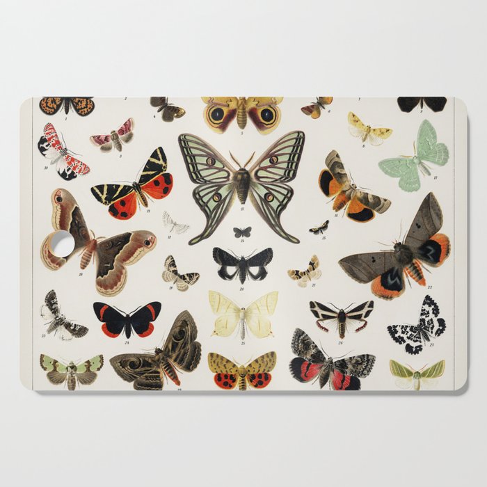 Antique Butterfly and Moth Lithograph Original Antique Insect Print by