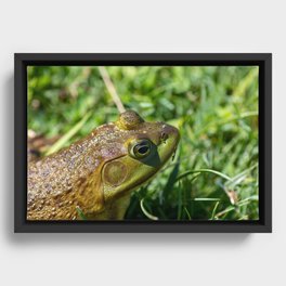 Green Frog closeup Framed Canvas