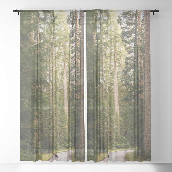 Redwood Forest Black Bear Adventure - National Parks Nature Photography Sheer Curtain
