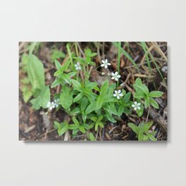 Many Mini Wildflowers Metal Print | Color, Photo, Whiteflowers, Digital, Nature, Green, Miniwildflowers, Wildflowers, Macro, Ladysnowangel 