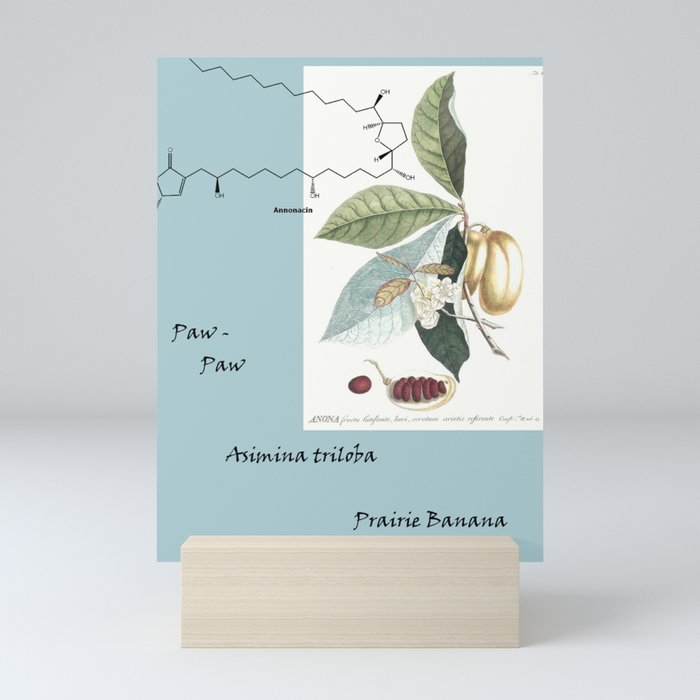 PawPaw Annonacin Mini Art Print