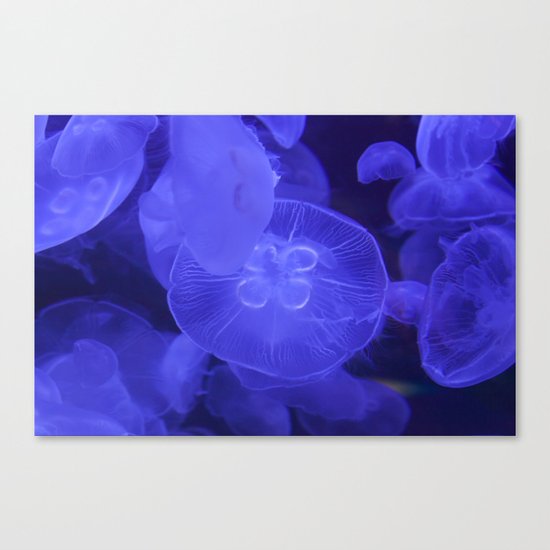 Moon Jelly Fish Canvas Print