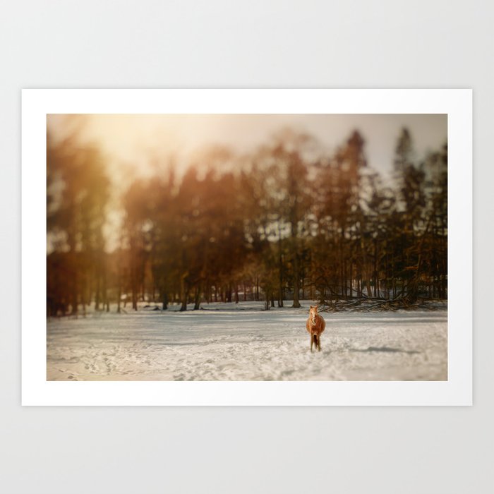 Horse in the snow during sunset | nature photography | Amsterdam, Holland, Netherlands Art Print