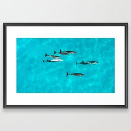 Spotted Dolphins Framed Art Print
