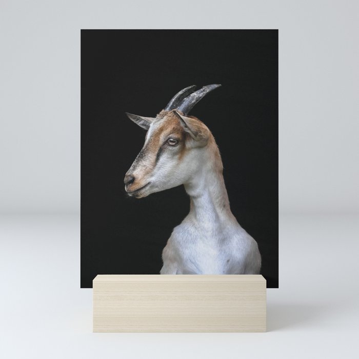 Young Alpine Mountain Goat Portrait Black  Mini Art Print