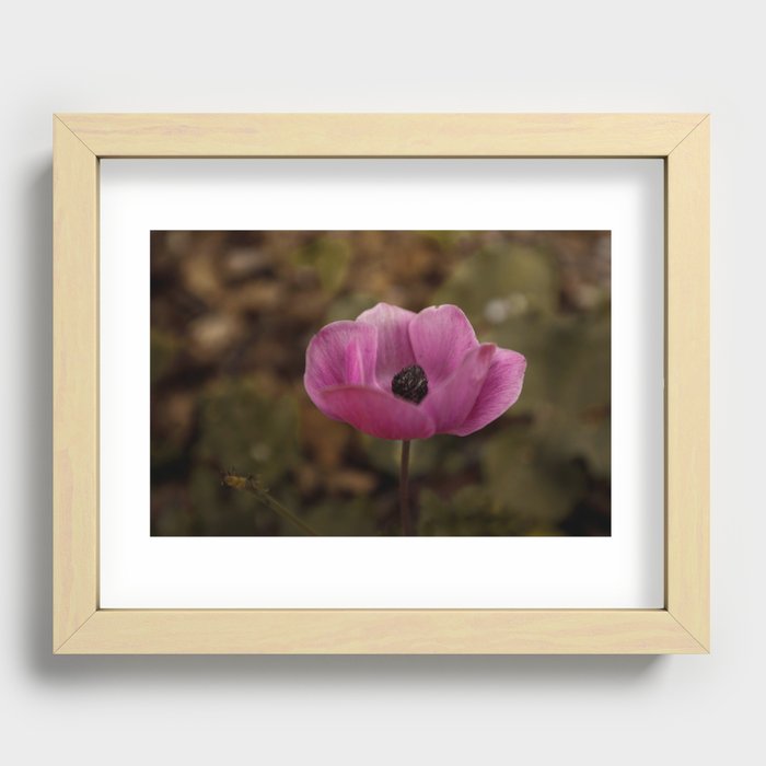 Pink Poppy Recessed Framed Print