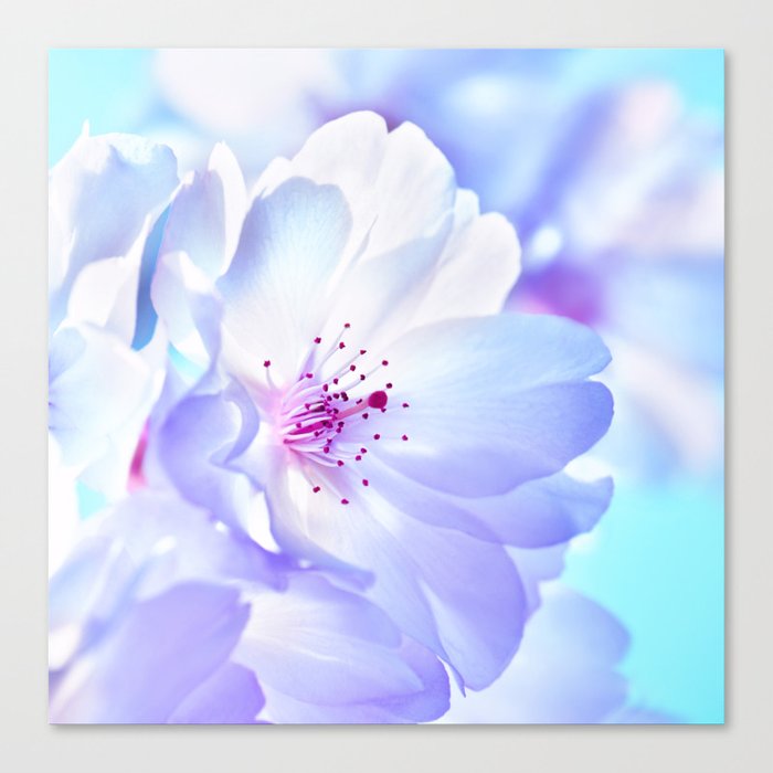 Cherry Blossoms 0205 Canvas Print