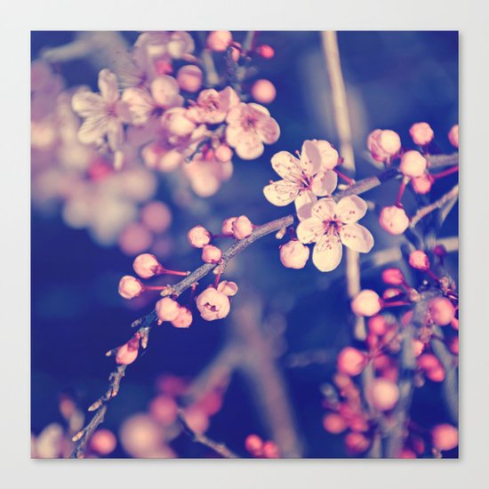 Gentle Rose Cherry Blossom Canvas Print