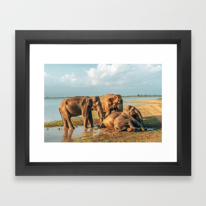 Elephant Sunset Framed Art Print