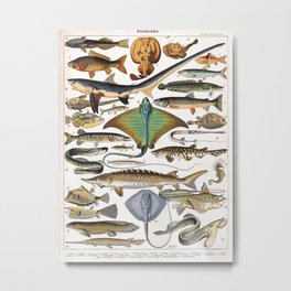 Adolphe Millot - Poissons A - French vintage nautical poster Metal Print | Biology, Zoology, French, Fish, Vintageposter, Ecology, Adolphemillot, Marine, Shark, Retro 
