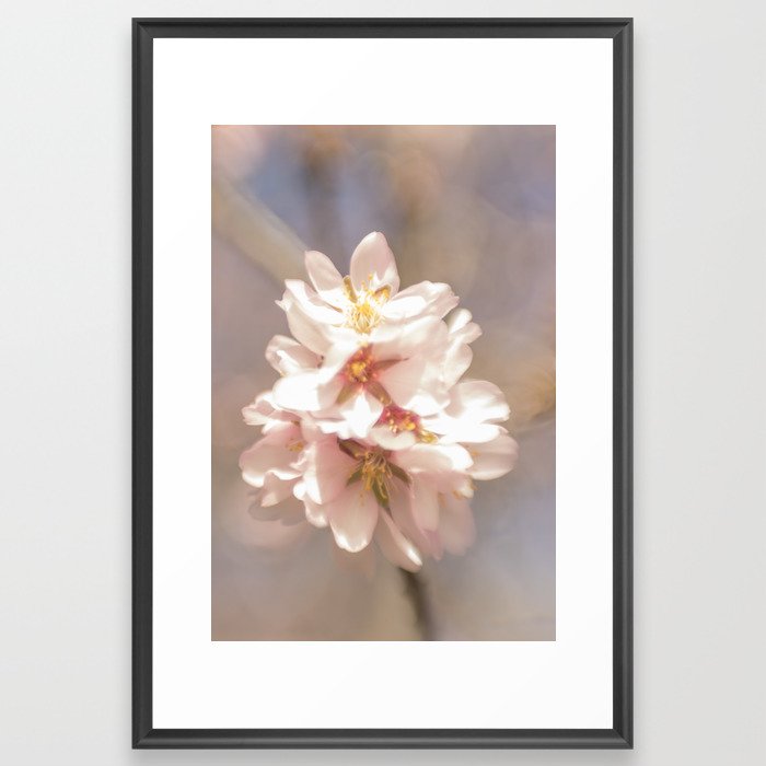 Almond blossom Framed Art Print