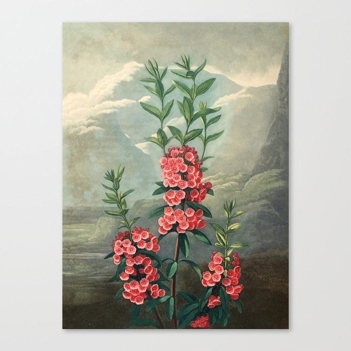 Pink Floral The Narrow-leaved Kalmia : Temple of Flora Canvas Print