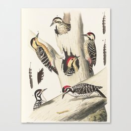 Naturalist Woodpeckers Canvas Print