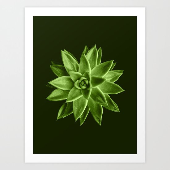 Greenery succulent Echeveria agavoides flower Art Print