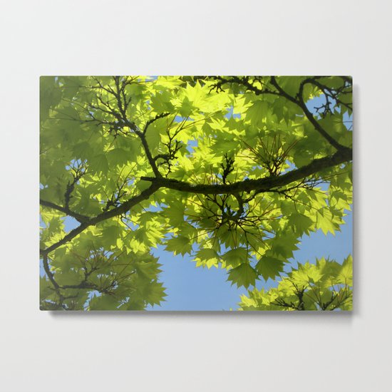 green maple tree XIII Metal Print