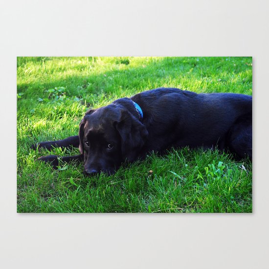 Angus 2 Canvas Print